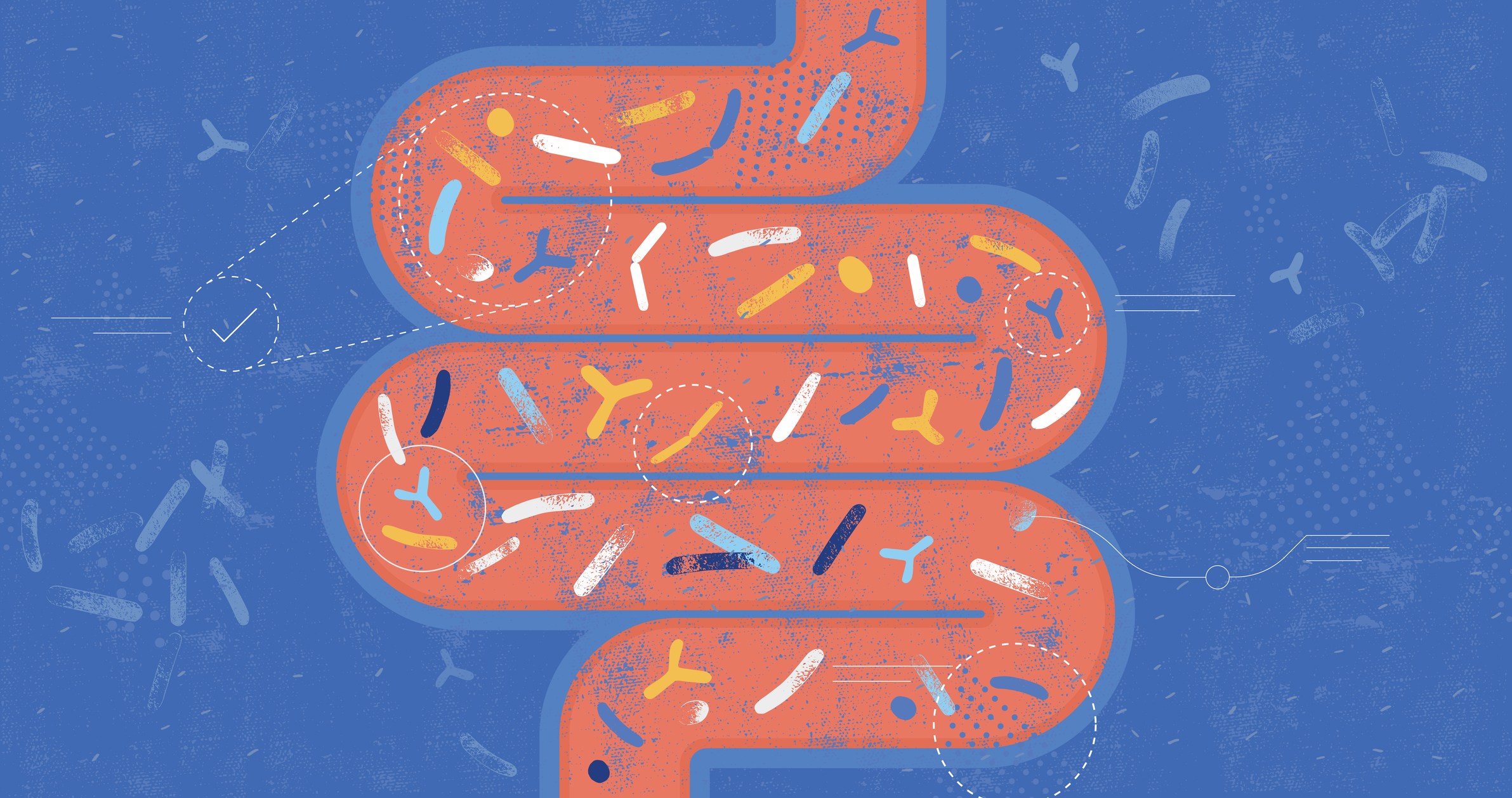 Unraveling the Evolution of Gut Bacteria Through the Lens of Physics