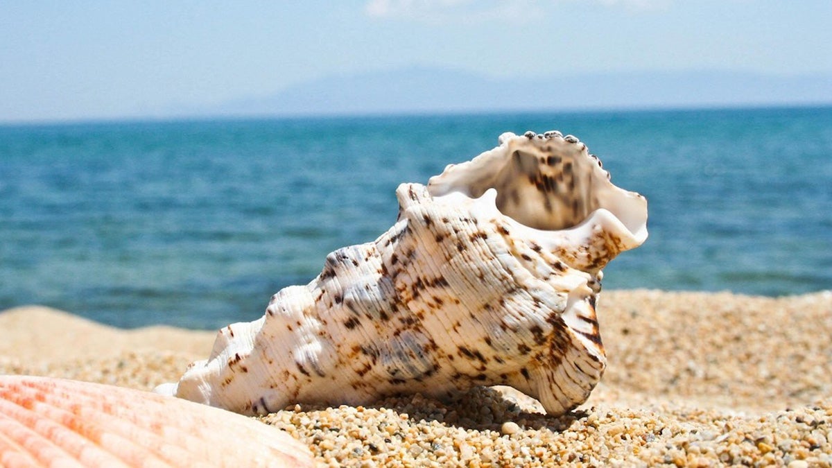 Innovative Plastic Alternative Derived from Seashell Minerals by USC Researchers