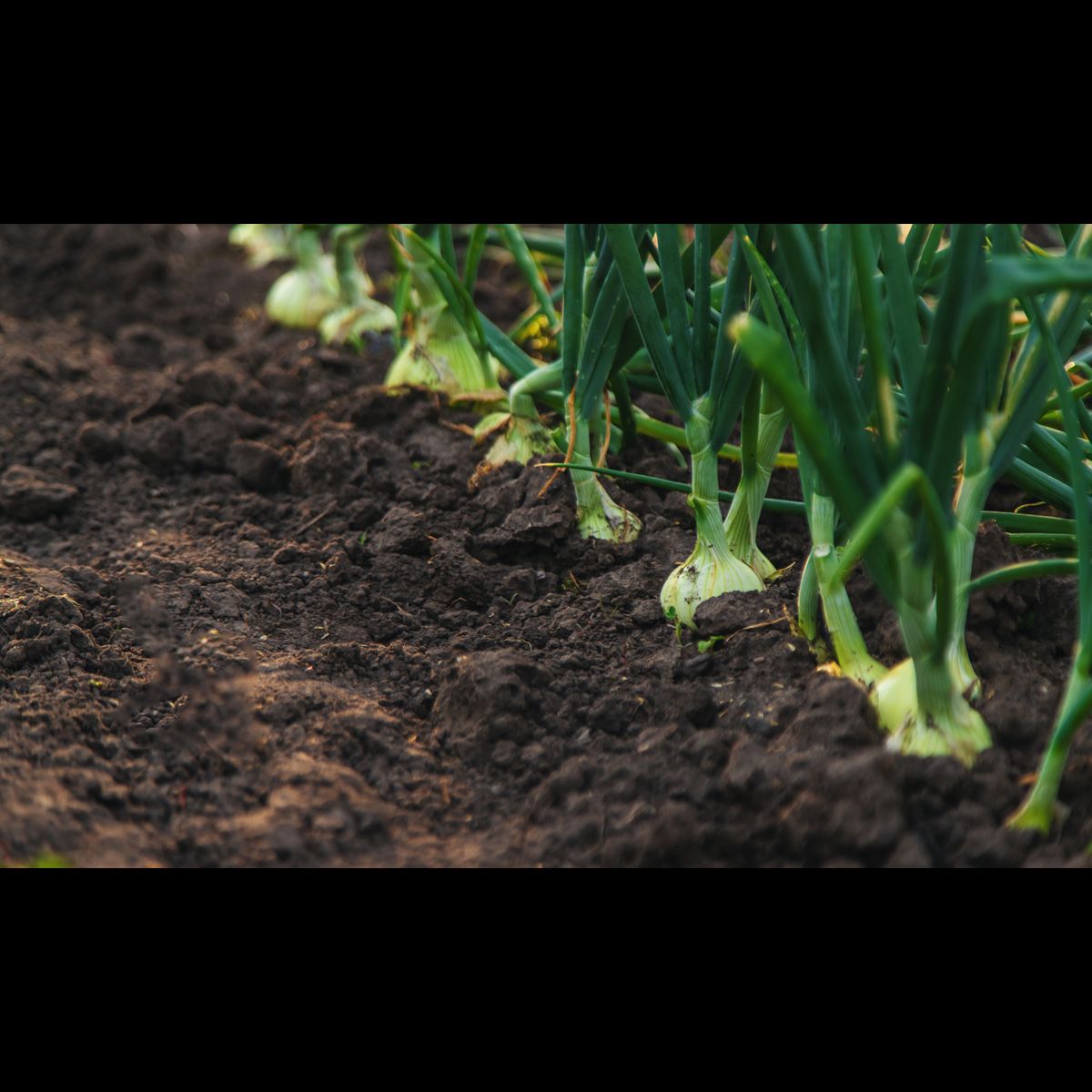 Mastering the Art of Nourishing Your Garden Soil