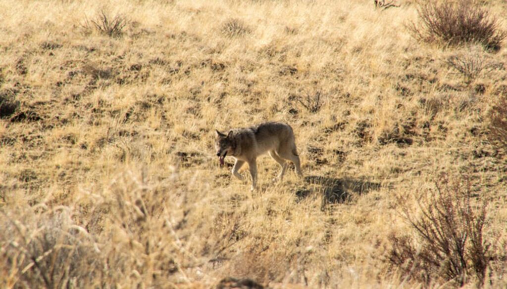 Revitalizing the Battle Against Extinction: A Call to Action