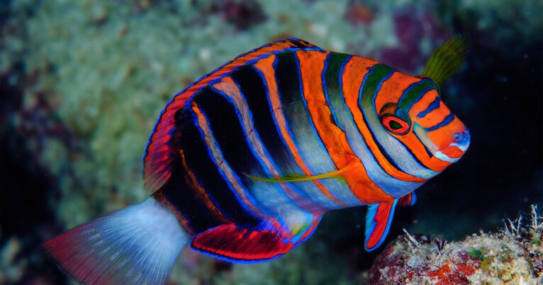 Coral Reef Fish: A Deep Dive into Their Rapid Evolutionary Journey