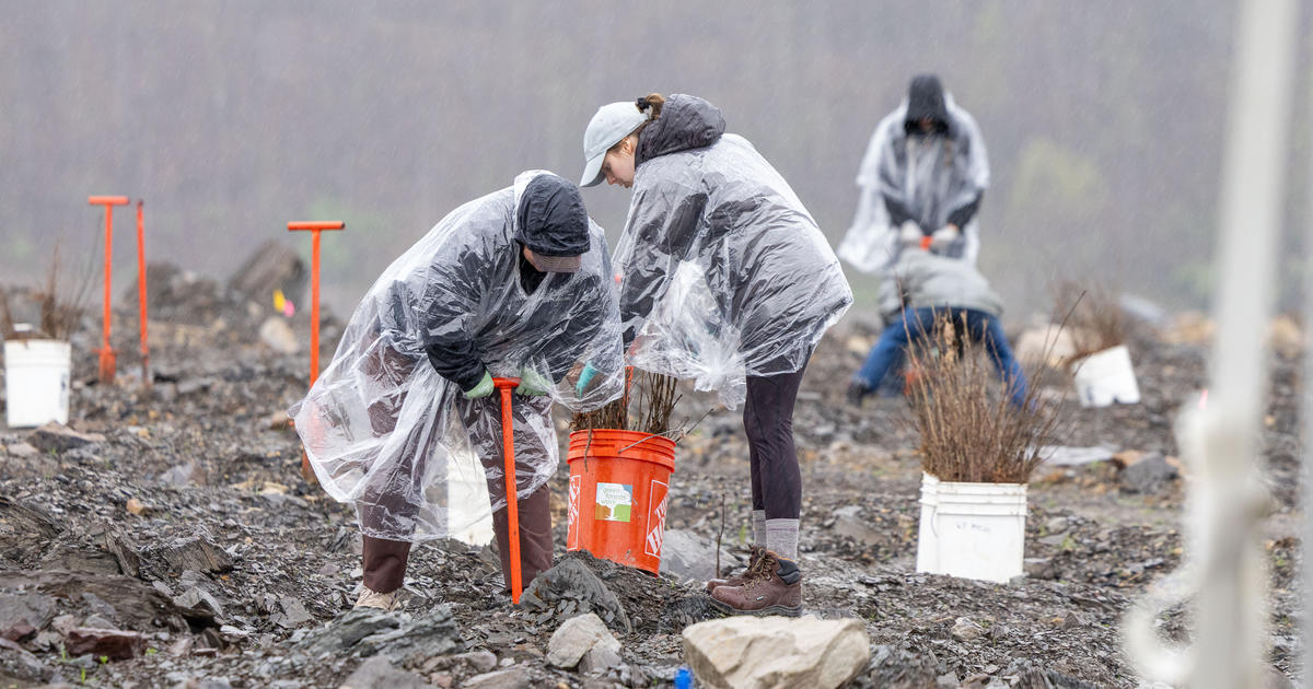 UK forestry students assist in reforesting former mine site in Hazard
