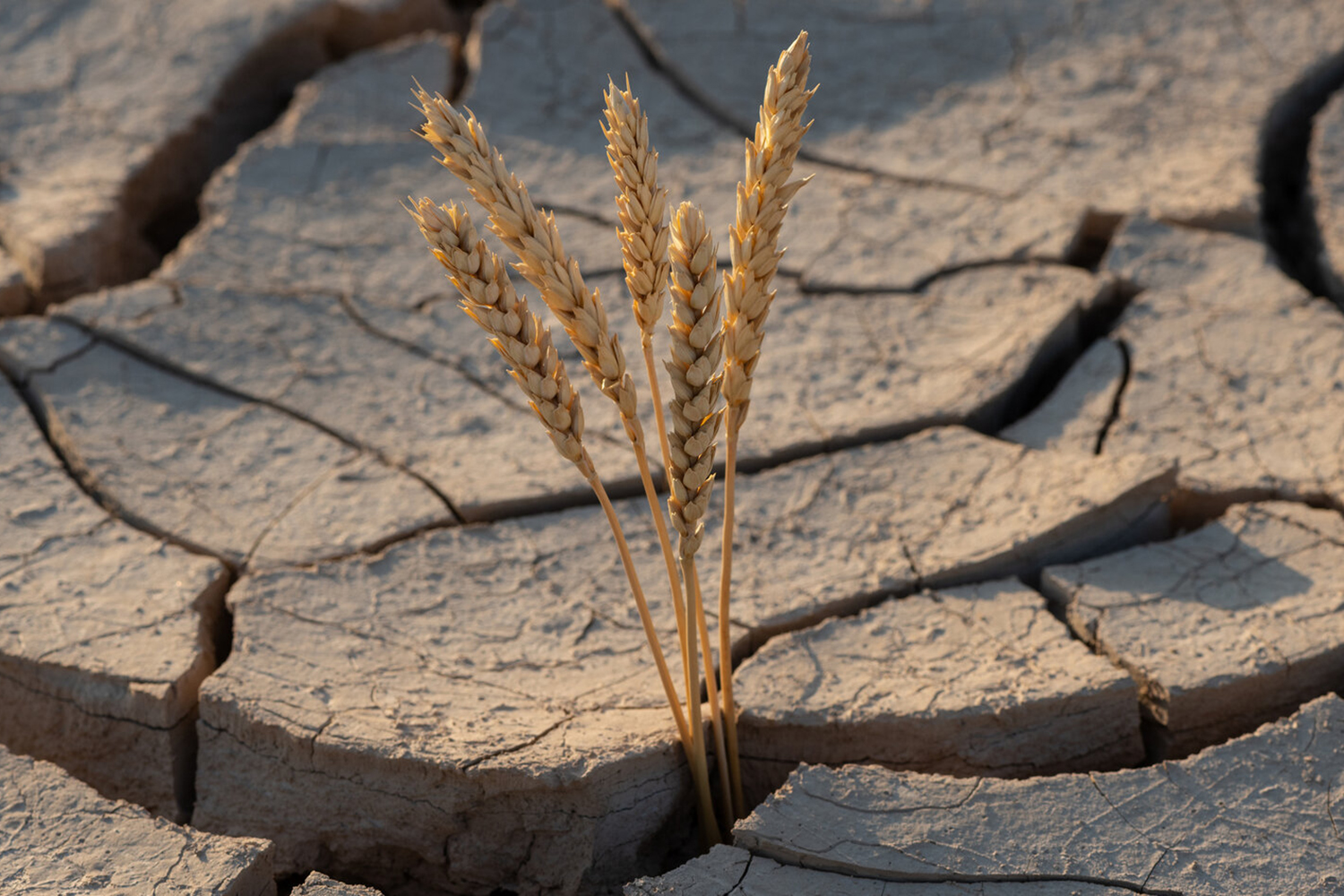 Escalating Temperatures and Drought Drastically Impact Global Agriculture