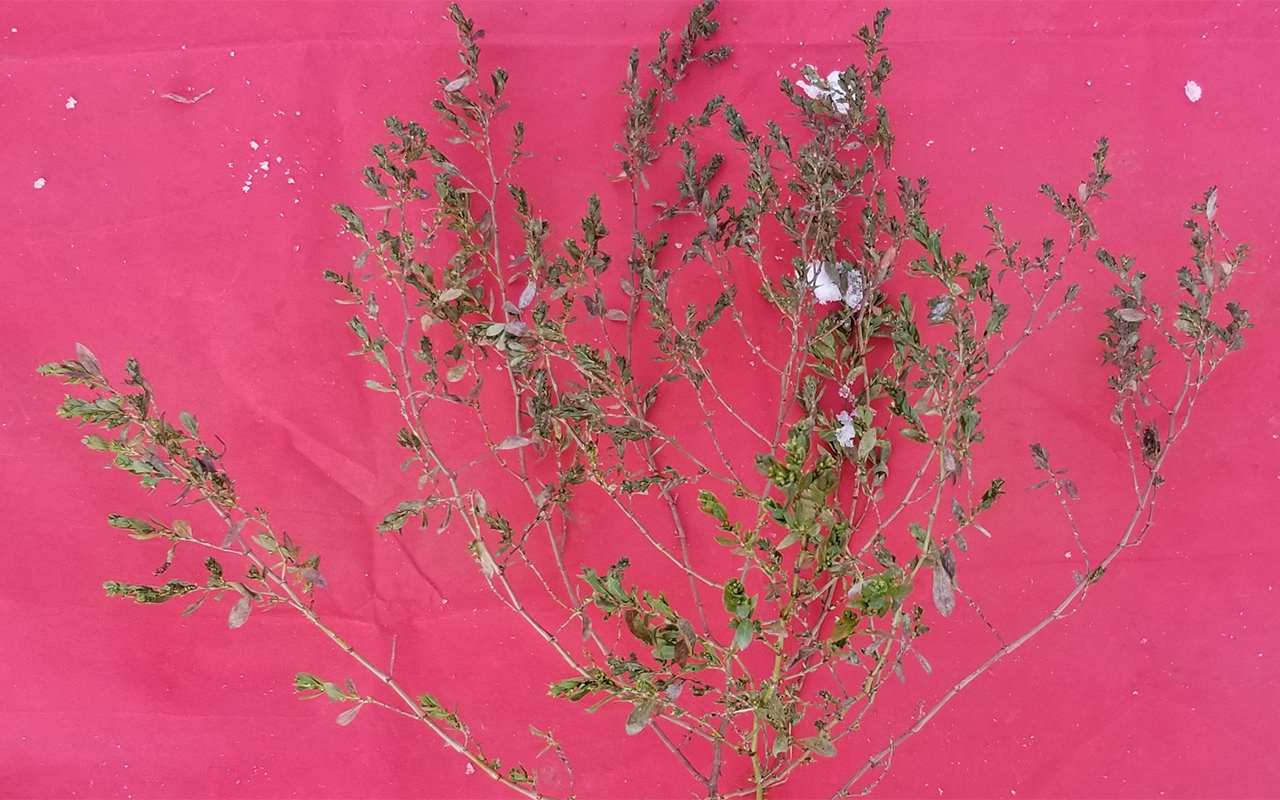 Reviving Dormant Crops to Tackle the Climate Challenge