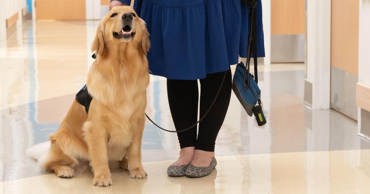Meet Darcy, the newest addition to the Pediatric Forensic Medicine team