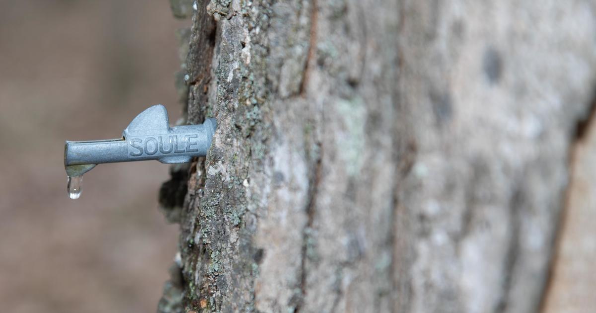 Study suggests maple syrup industry can tap into, expand Kentucky’s forest economy