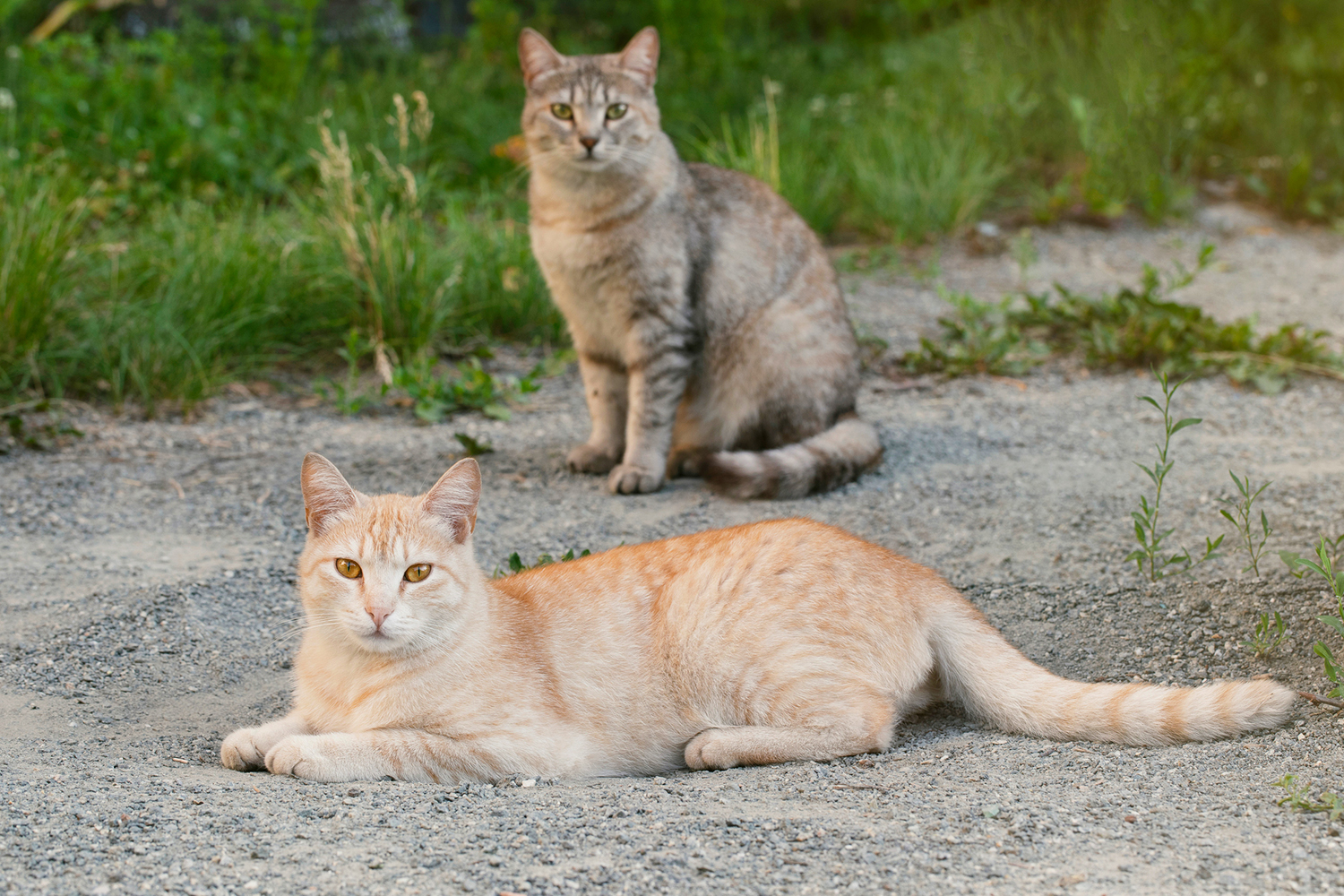 Unraveling the Mystery: The Gene Behind Orange Cats’ Distinctive Fur
