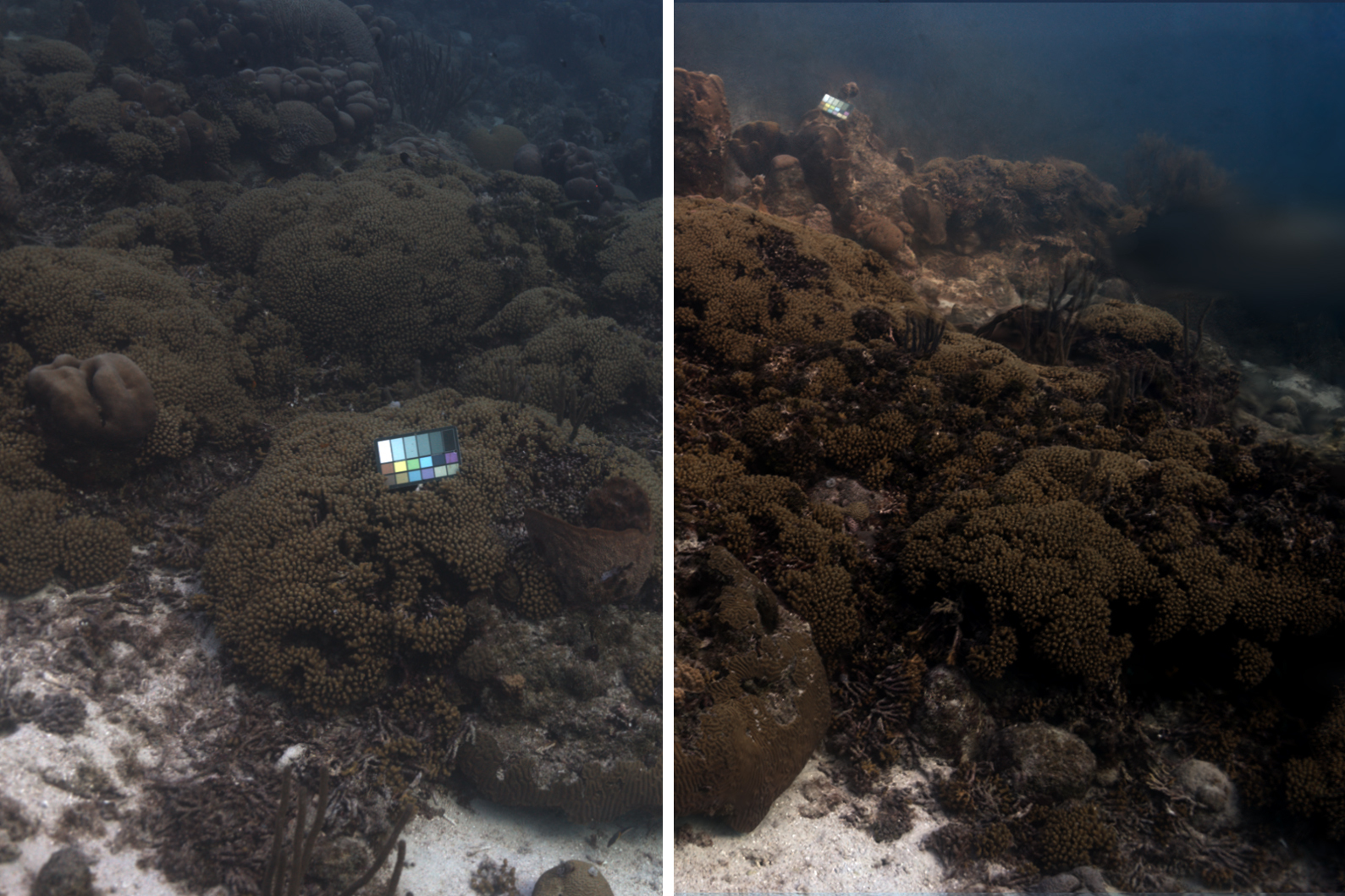 Revolutionary Imaging Method Eliminates Water Distortion in Underwater Photography