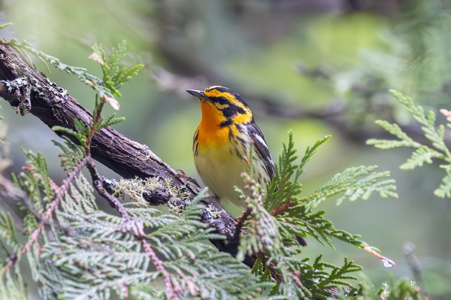 The Bold Gamble of Songbirds: A Path to Genetic Riches