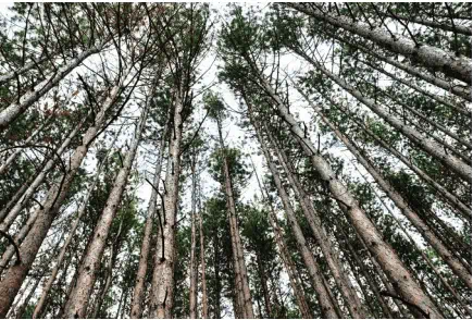 MSU researcher receives $500K grant to study tree species suited to future Michigan climates