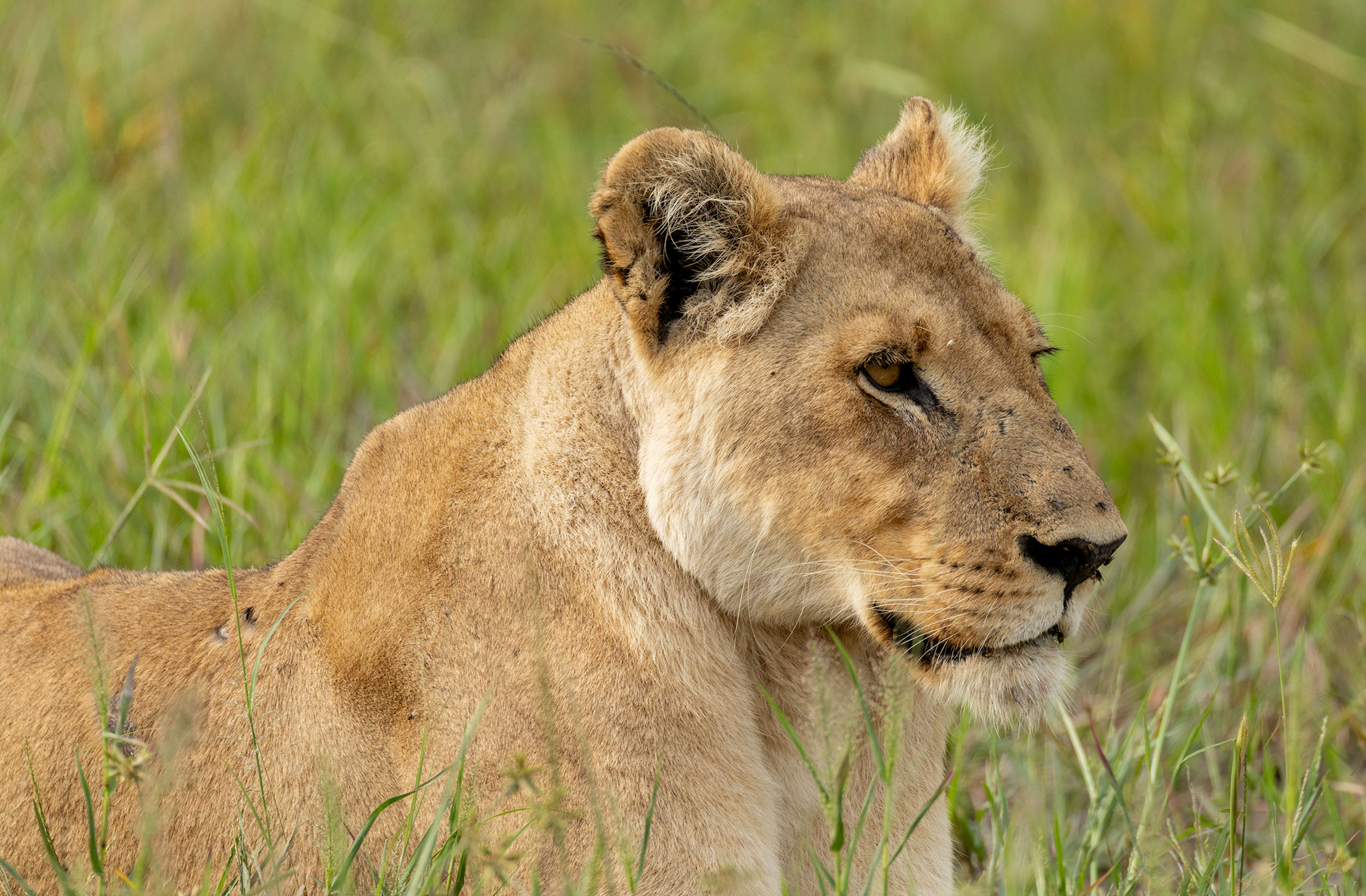 Understanding the Dynamics of Human-Lion Conflict