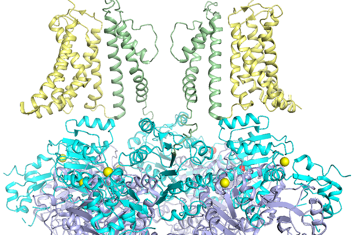 Unveiling the Potential of Potassium Ion Channel Mutations in Drug Innovation