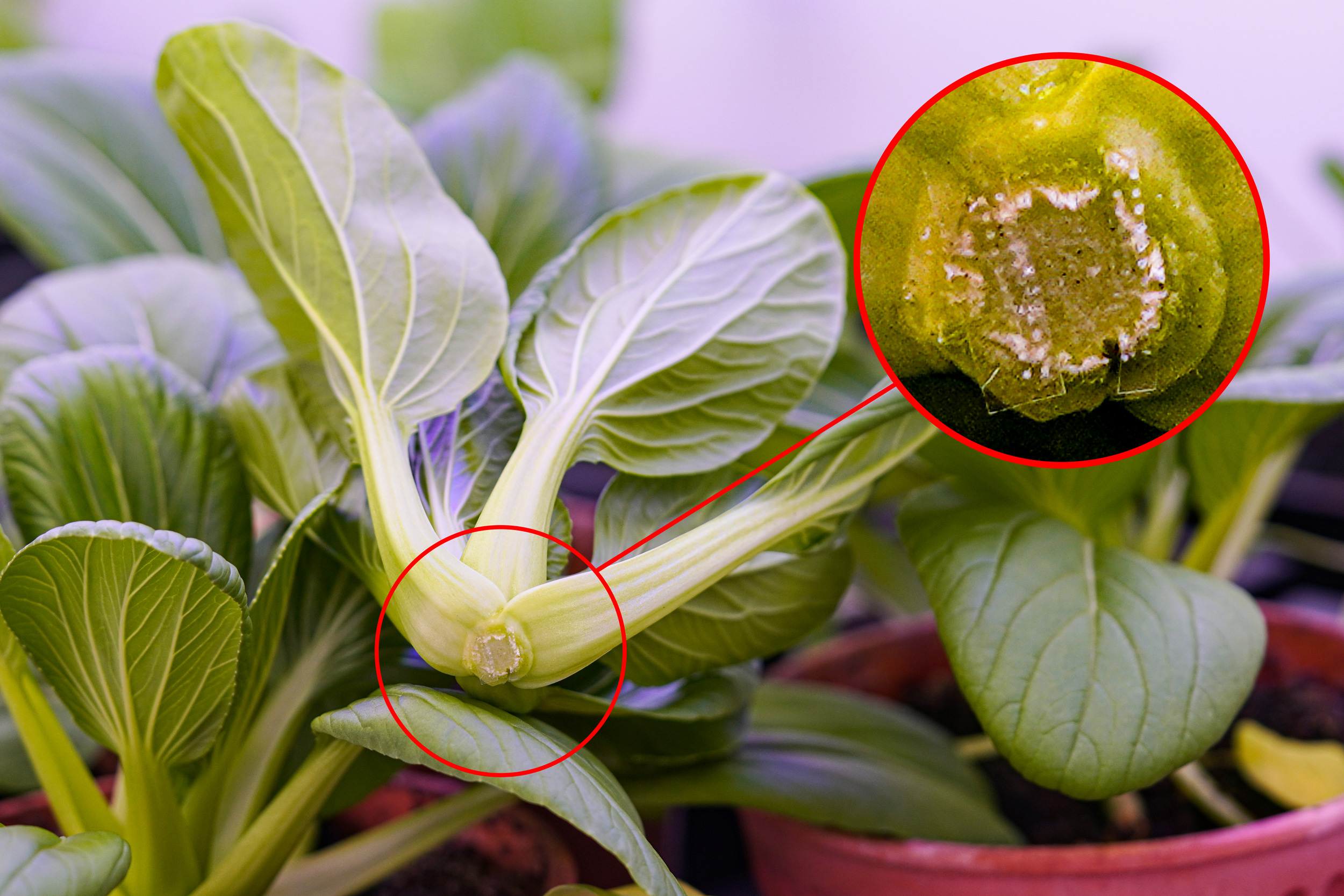 Revolutionizing Freshness: A Breakthrough in Produce Preservation Technology
