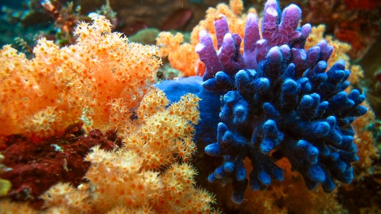 Collegiate Cup Champions Unite for Coral Reef Conservation