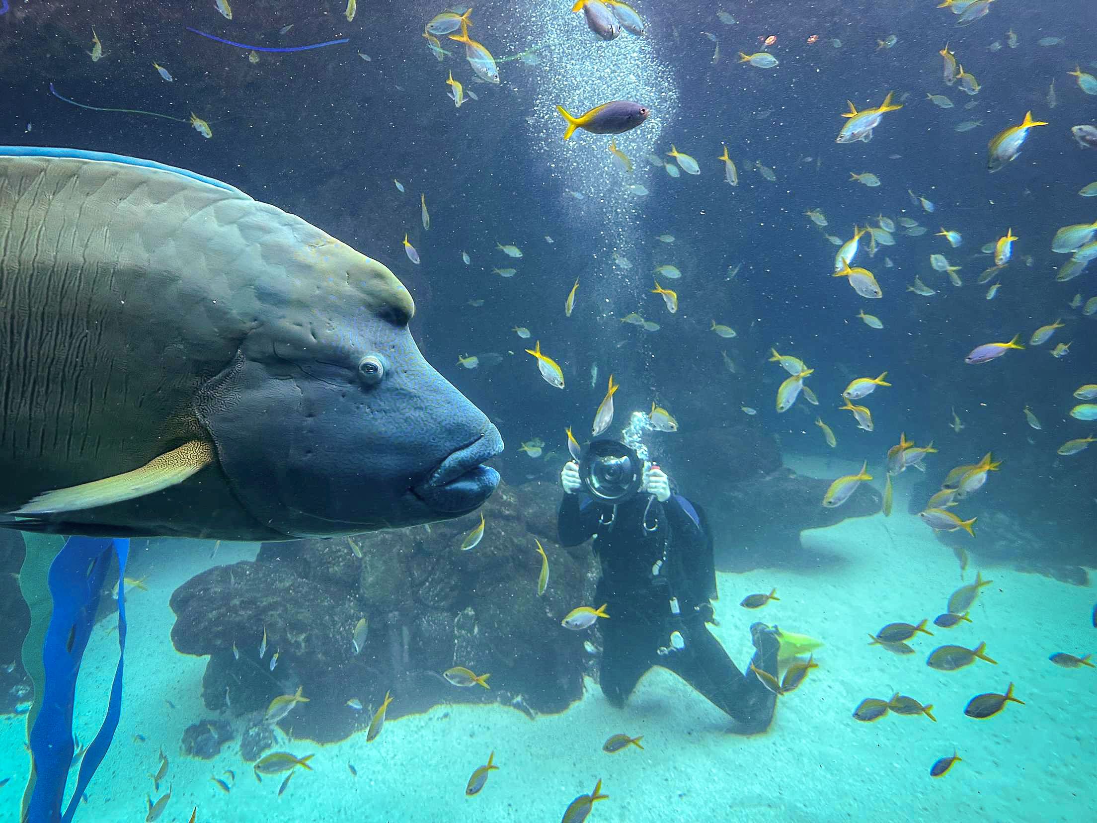 Abby Steijlen: Journey Beneath the Waves