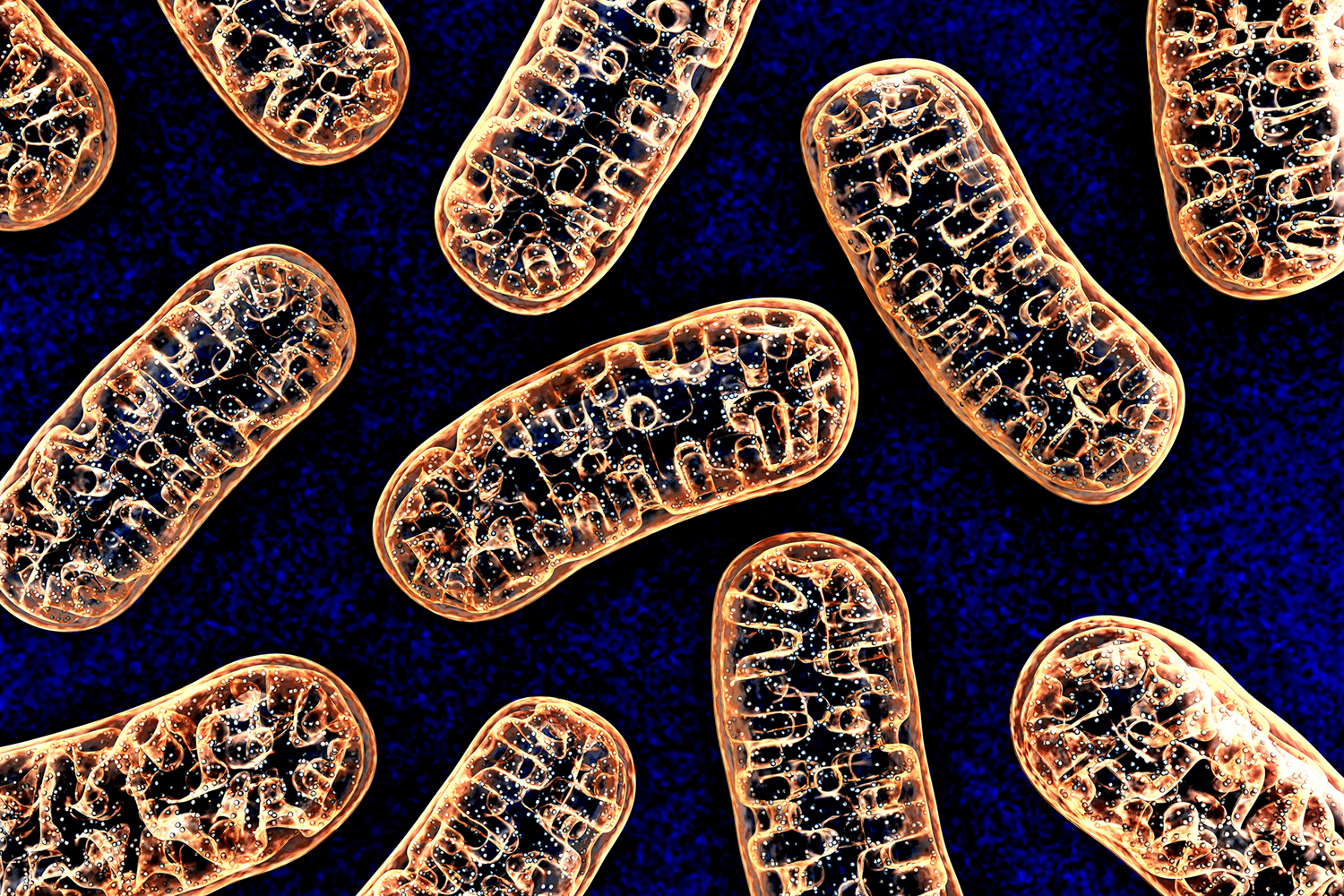 Researchers Successfully Restore Damaged Mitochondria Linked to Widespread Diseases