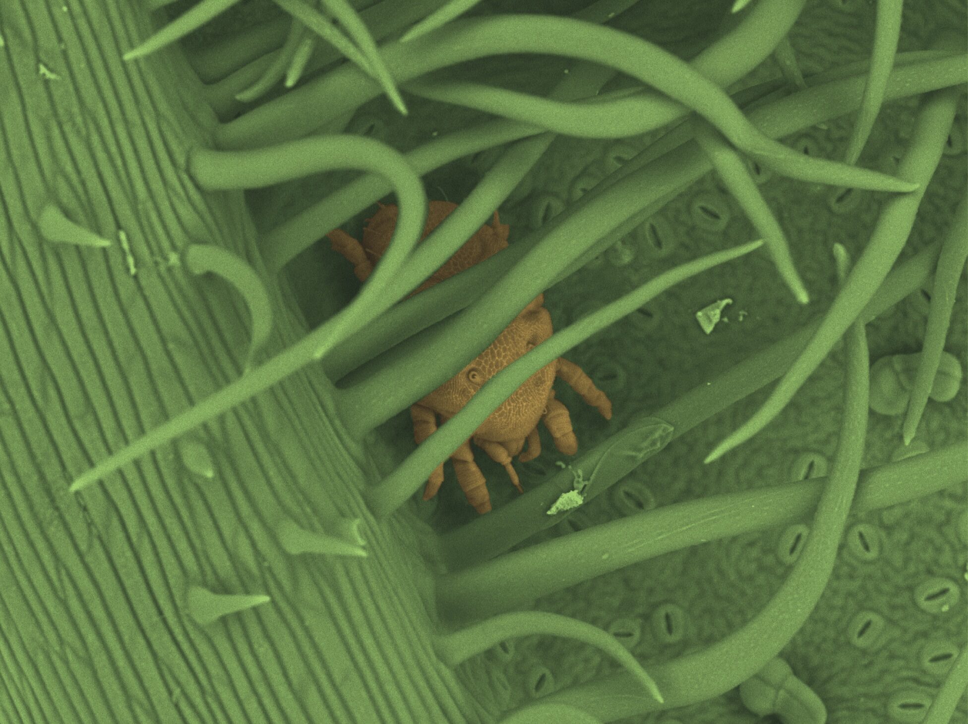 Enhanced Mite Defense Mechanisms: Boosting Plant Protection Through Increased Mite Populations