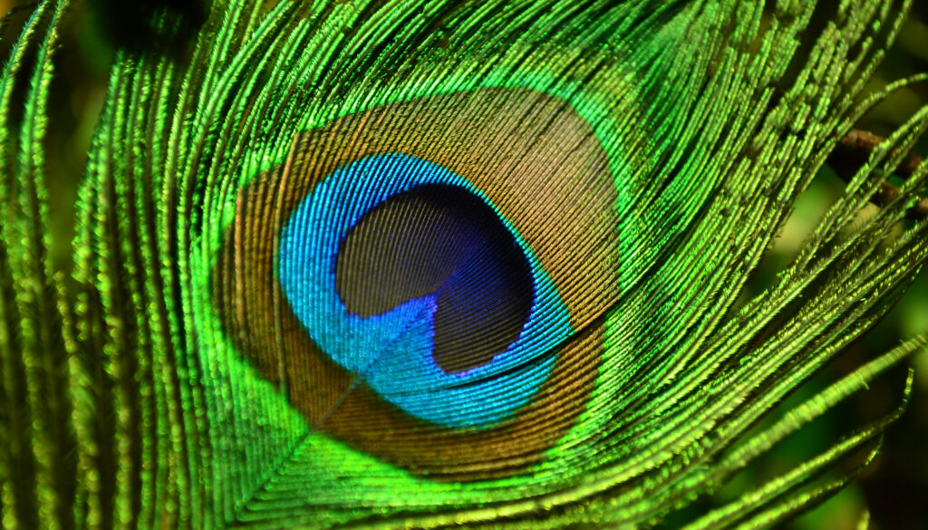 Beyond the Spectrum: Exploring the Uncharted Realms of Human Color Perception