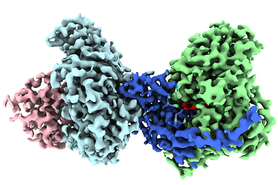 Chilling the Mystery: FSU Scientists Unveil a Stinky Protein through Cryo-EM
