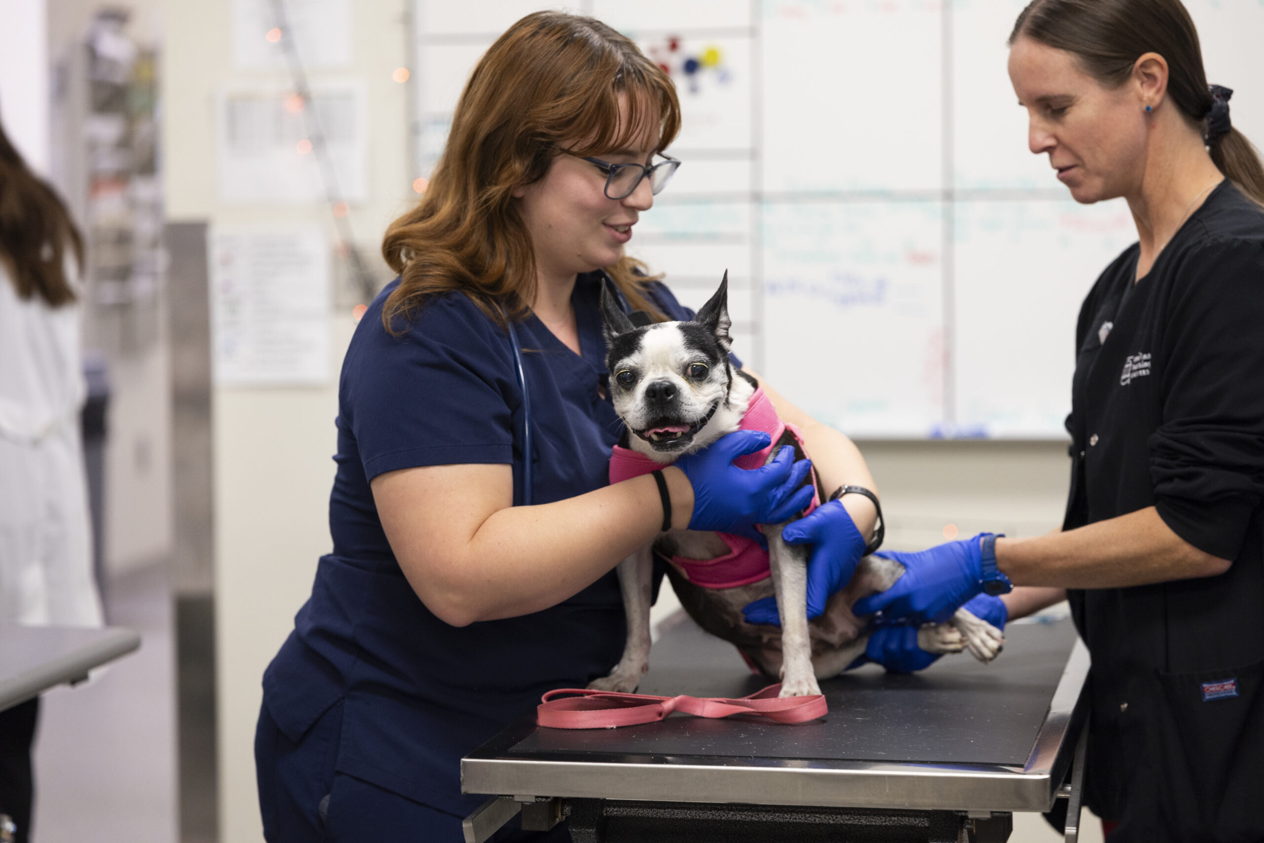 Integrative Health: Bridging Humans, Animals, and Ecosystems
