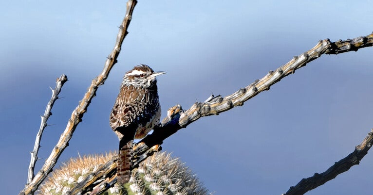 Wings Against the Wind: The Inescapable Challenge of Climate Change for Birds
