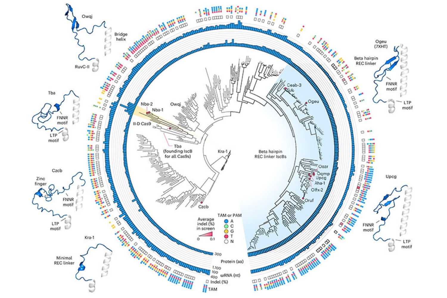 Innovative Tool from Rationale Engineering Paves the Way for Gene Therapy Advancements