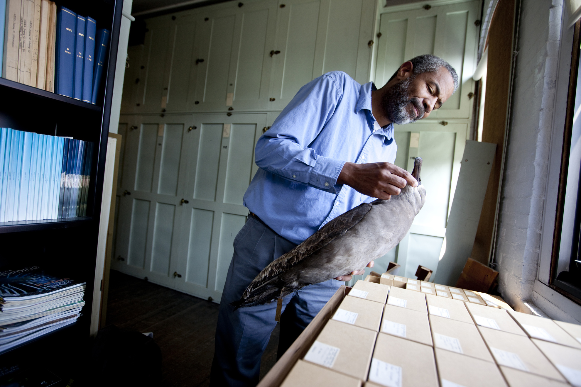 Scott Edwards investigates albatross specimens to study mercury poisoning over time in the species.