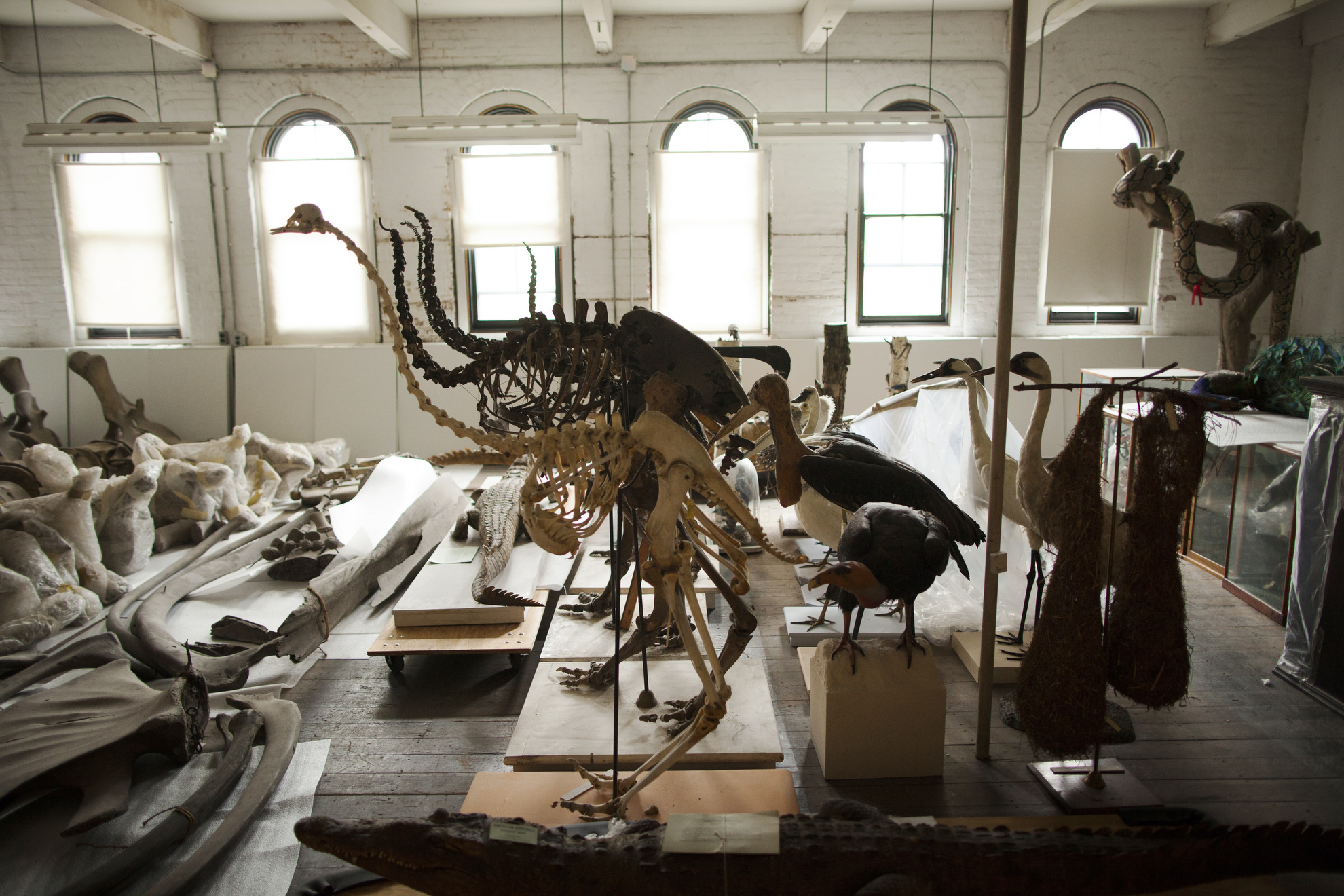The collection from the Museum of Comparative Zoology is displayed in storage.