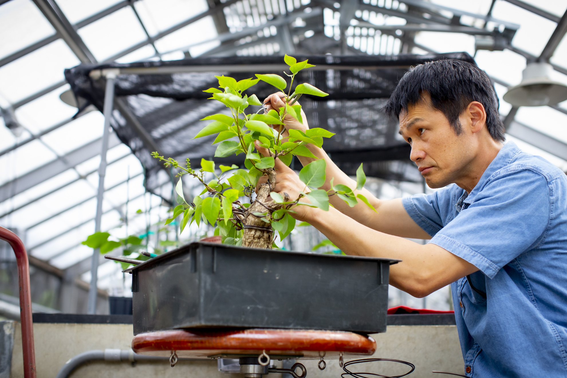 Jun Imabayashi trims a lilac plant in the bonsai collection at the Arnold Arboretum.