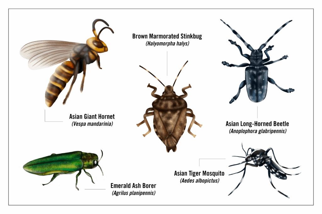 Detailed illustrations of various invasive insects with their common names and scientific names displayed alongside.