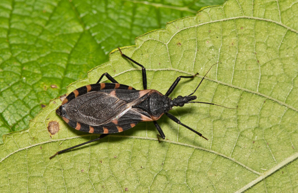 A kissing bug on a leaf in Houston, Texas.