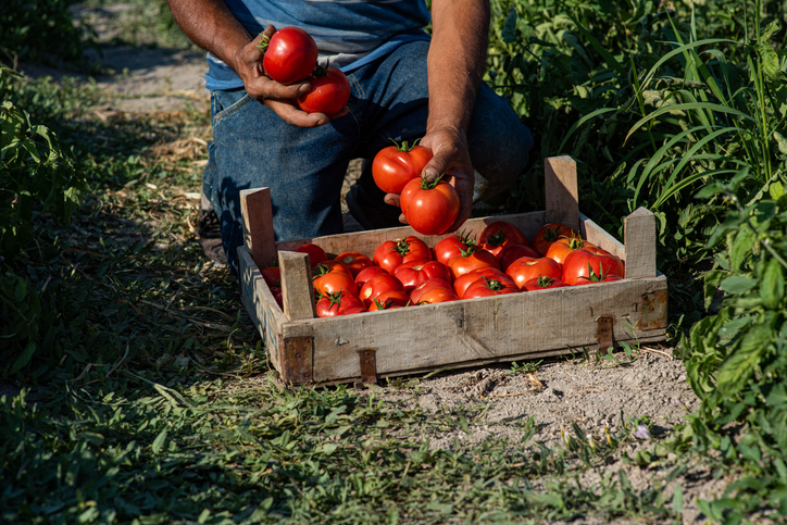 Funding Boost for Innovative Research Aiming at Healthier Foods and a Greener Planet
