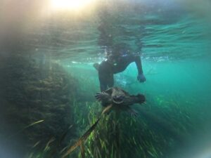 Michael Skibsted catches a male common snapping turtle (Chelydra serpentina) in one of Florida's freshwater springs. Florida has more than 1,000 freshwater spring systems, a by-product of the massive Floridan aquifer. These systems are home to some of the most diverse turtle groupings — in terms of species richness and biomass — in the world.(Submitted photo)