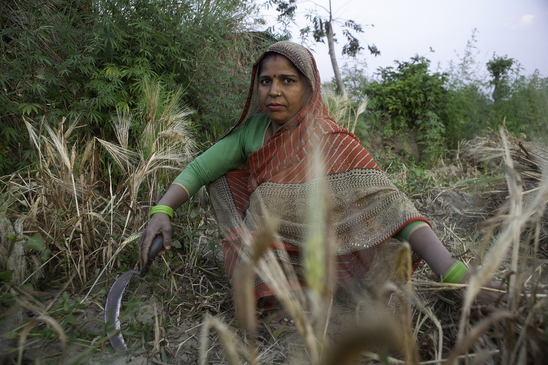 A woman gathers wheat at dusk in India.