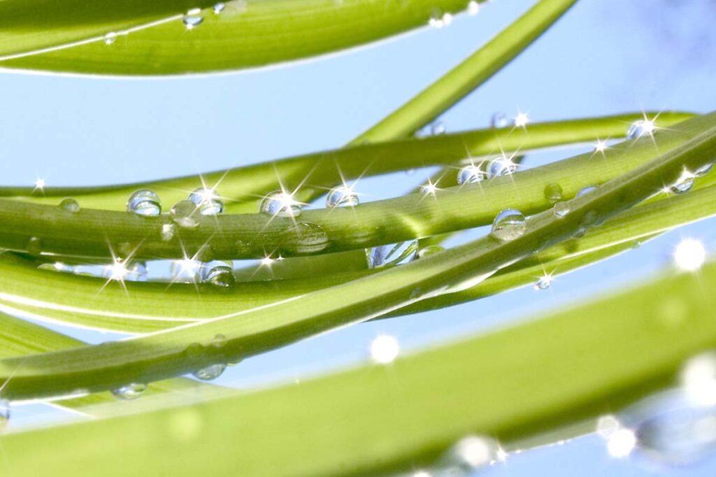 water sparkling on grass