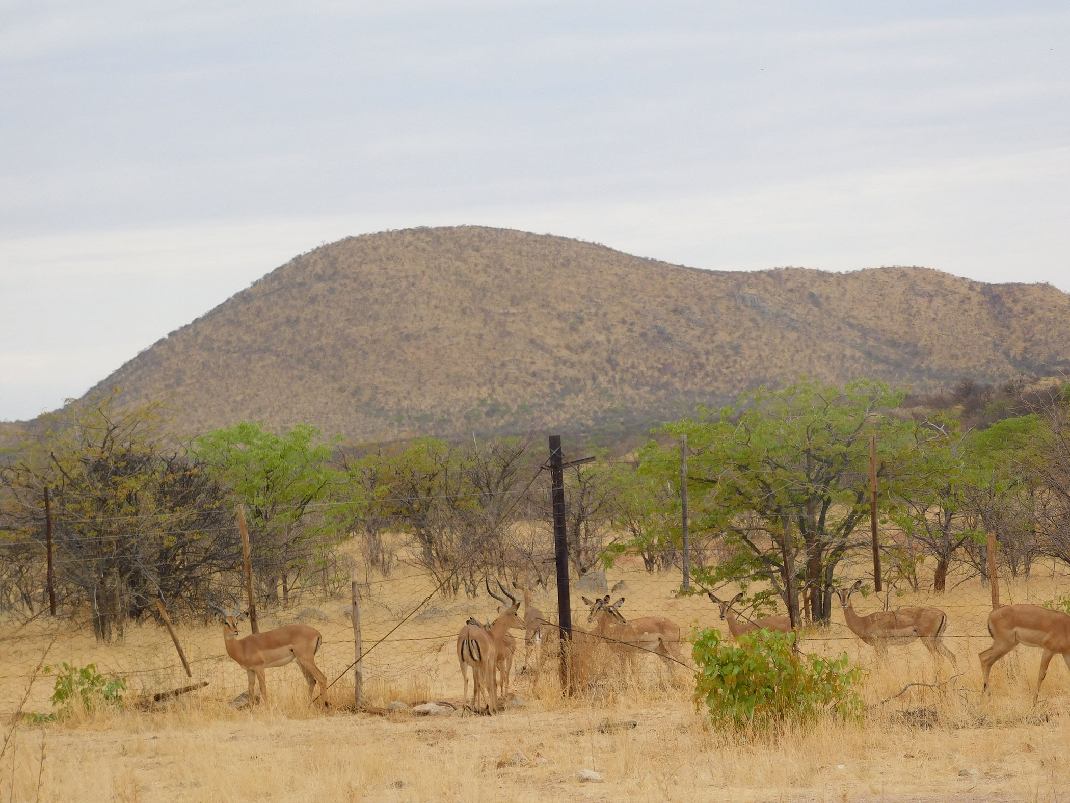 Antelope gathered around a fence in Namibia. 