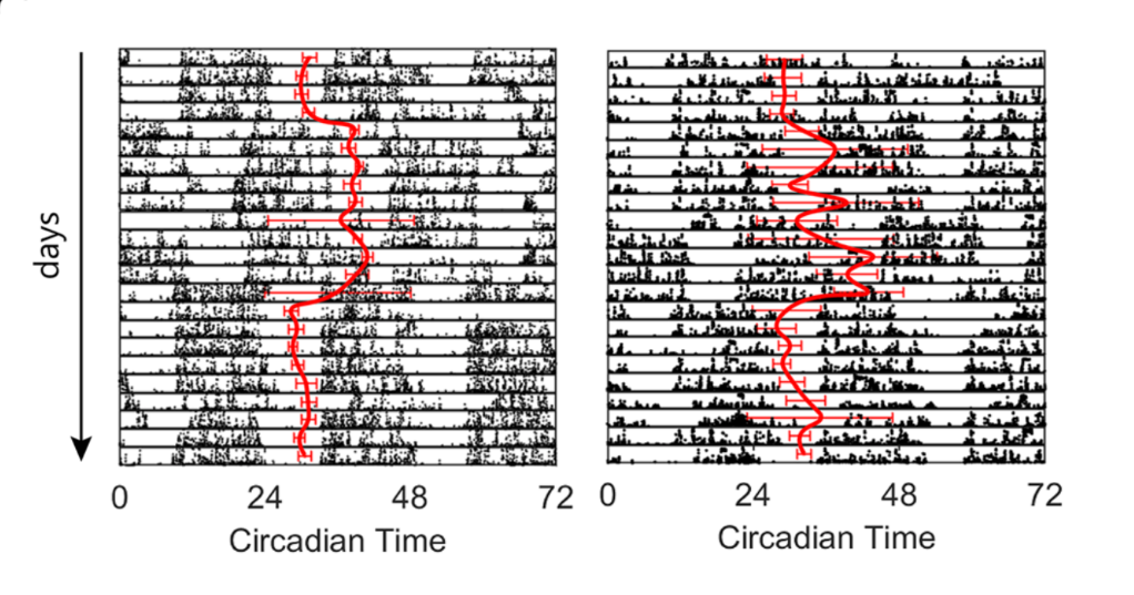 Two boxes are adjacent, displaying charts of the activity and circadian rhythms of two separate participants in the Intern Health Study. Each chart features horizontal lines representing various days, and from left to right, it illustrates the time of day according to the participant’s circadian clock. Black marks above each line denote when a participant was active and moving, with the clusters falling into different segments along the circadian timeline due to an intern's shift work schedule.
A red curve runs from the top to the bottom of both charts, showcasing how the participant’s circadian clock synchronizes their schedule. For the person on the left, that curve is noticeably steadier compared to the individual on the right, whose red curve resembles a wavy scribble, indicating this person's clock struggles with alignment.