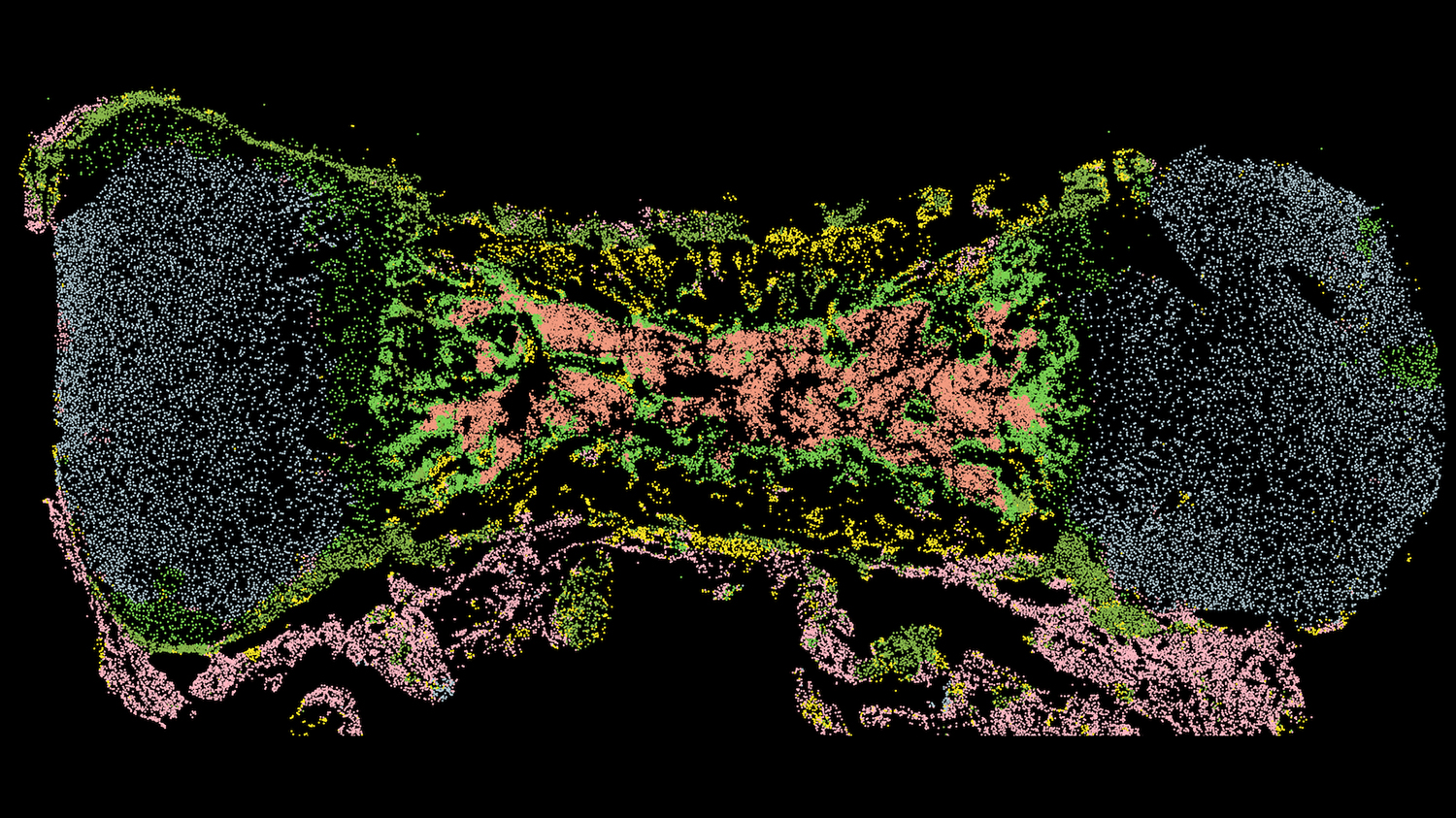 Unlocking the Secrets of Bone Repair: The Role of Stem Cells