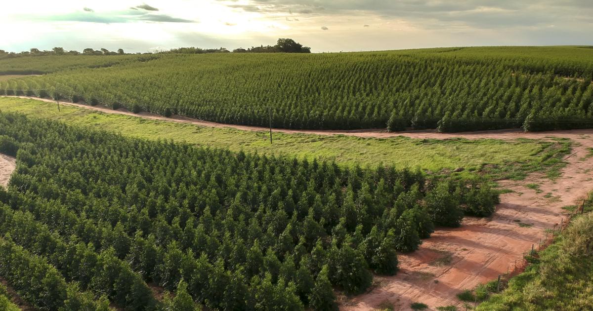 Transforming Forest Carbon Credit Systems: A Strategic Blueprint