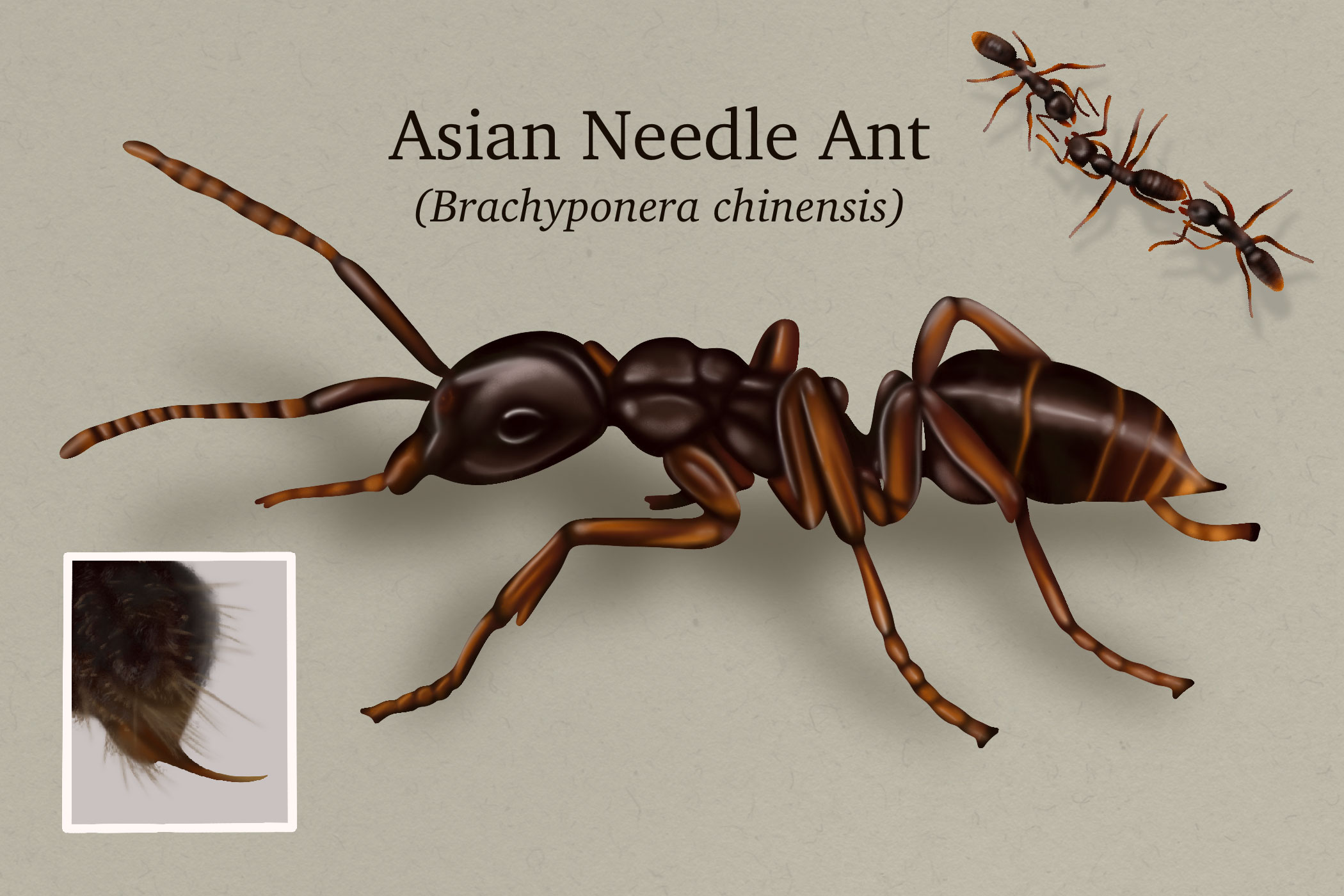 Could Asian Needle Ants Become the Next Invasive Menace in Your Backyard?