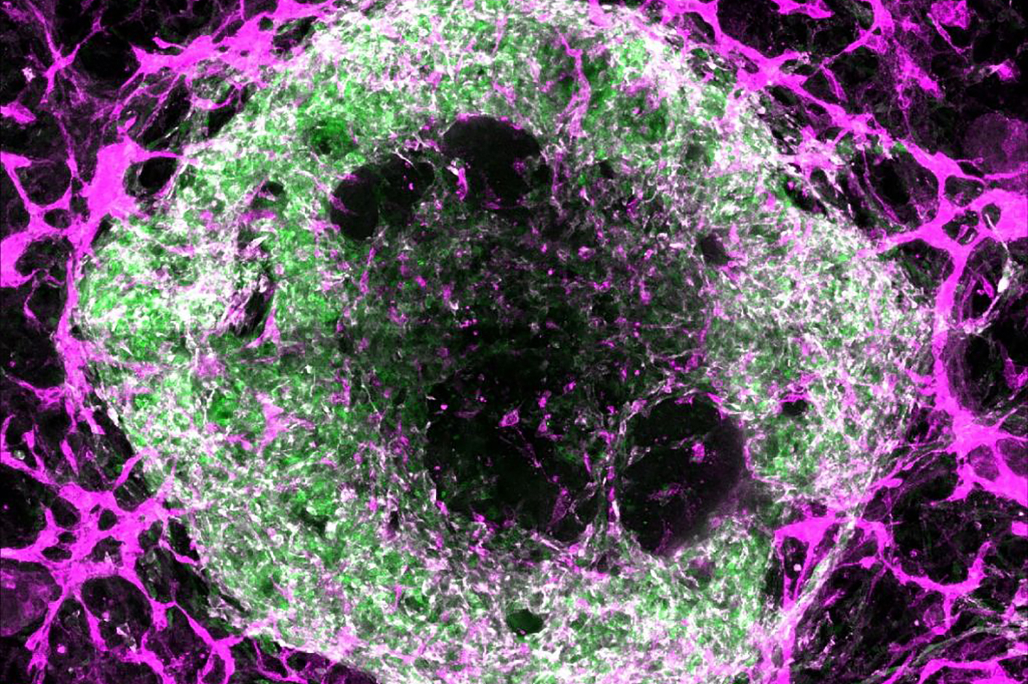 scientists-create-vascularized-mini-organs,-advancing-regenerative-medicine