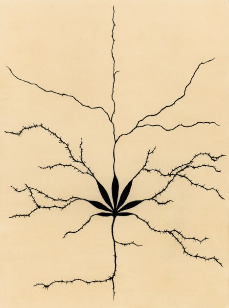 cannabis-use-disorder-may-increase-risk-for-certain-psychiatric-illnesses