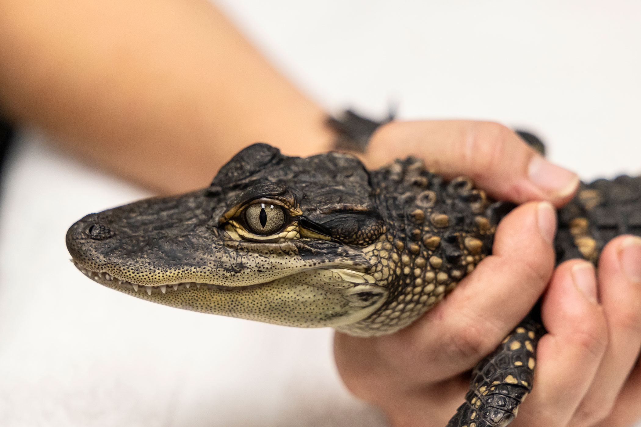 Secrets of Georgia Swamps: More Than Just Alligators Await Discovery