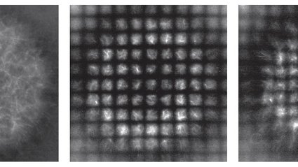 cellular-coordinate-system-reveals-secrets-of-active-matter