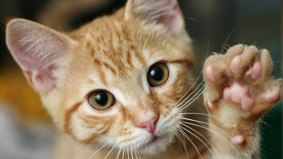 feline-health-center-initiative-to-track-avian-flu-spread-in-cats