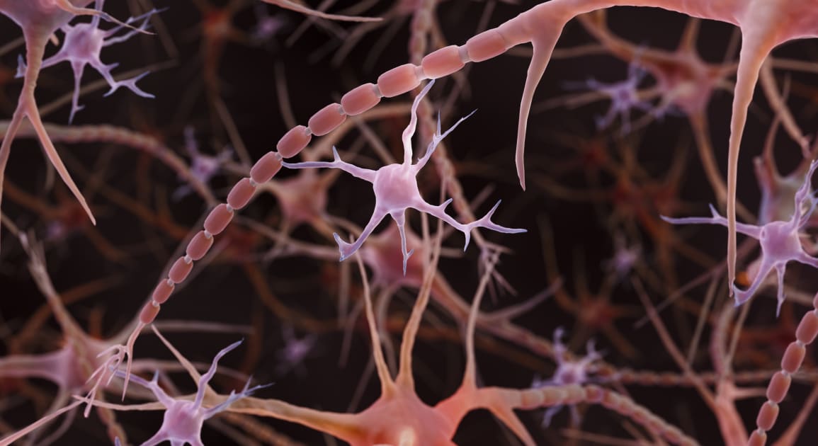 The Impact of Alcohol Use Disorder on Women’s Brain Immune Systems: An Early Warning Sign