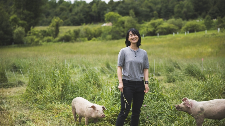 The Domestication of Pigs: A Journey from Wild Boars in South China