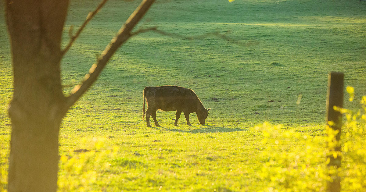 100 years of better pastures in Kentucky