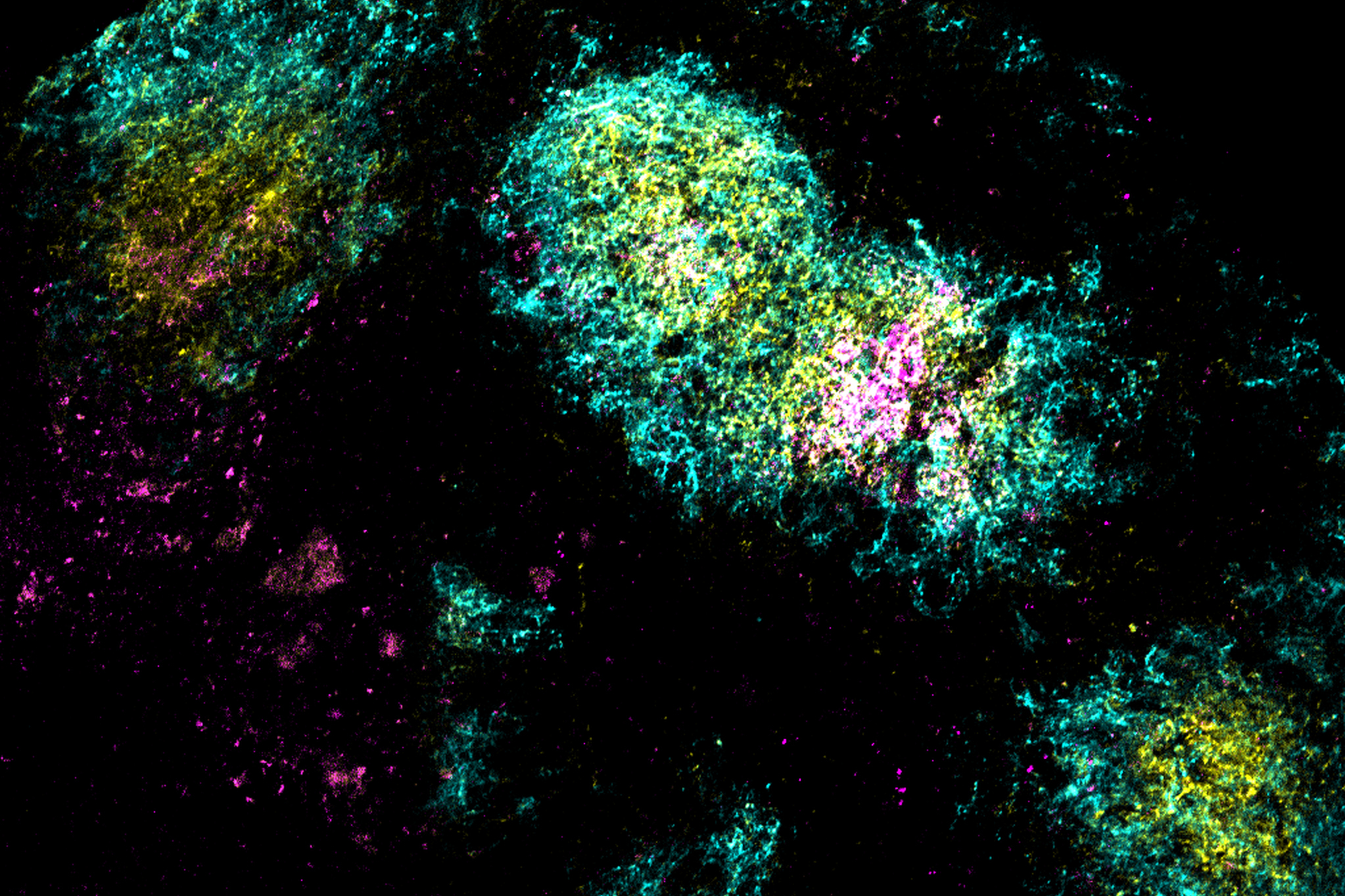 Revolutionary Vaccine Promises Powerful Protection with Just a Single Dose