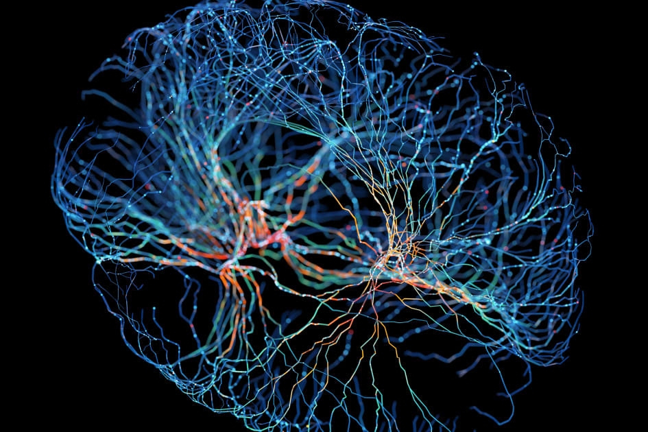 New Discoveries Reveal Cellular Brain Transformations Linked to PTSD
